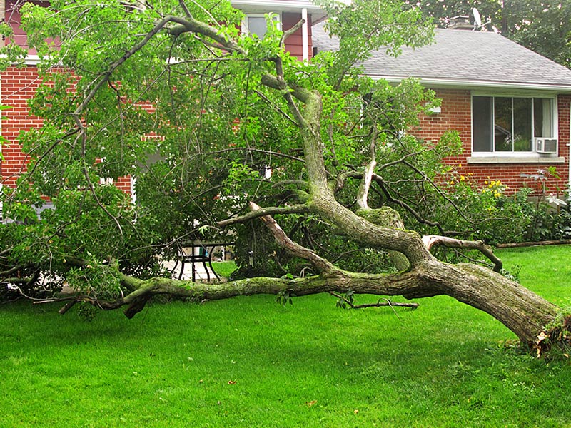 h2 storm damage tree services west valley city ut