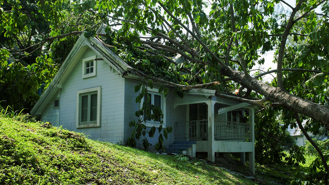 hero storm damage tree services west valley city ut
